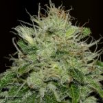 Girl Scout Crack from Seedsman Seeds