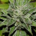 showing Indoor – Stress Relief – 50% Indica/50% Sativa – image 5 – Seed City