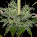 Girl Scout Crack by Seedsman Seeds – 12/12 Photoperiod – Indoor – Sweet – image 6 – Seed City