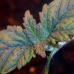 Girl Scout Crack cannabis seeds – 50% Indica/50% Sativa – 12/12 Photoperiod – Sweet – image 7 from Seed City