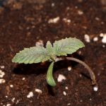 Girl Scout Crack from Seedsman Seeds