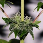 showing 50% Indica/50% Sativa – Female seeds – Indoor – image 8 – Seed City