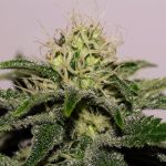 Girl Scout Crack by Seedsman Seeds – Sweet – 50% Indica/50% Sativa – Stress Relief – image 9 – Seed City