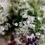 Girl Scout Crack by Seedsman Seeds – Female seeds – 12/12 Photoperiod – Sweet – image 10 – Seed City