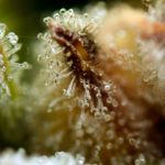 Female seeds – Indoor – Stress Relief – Girl Scout Crack strain – image 11 – from Seedsman Seeds via Seed City