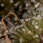 Sweet – Indoor – 50% Indica/50% Sativa – Girl Scout Crack strain – image 12 – from Seedsman Seeds via Seed City