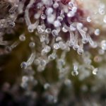 Girl Scout Crack by Seedsman Seeds – Female seeds – 12/12 Photoperiod – Sweet – image 14 – Seed City