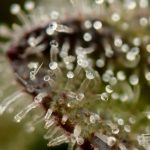 Girl Scout Crack cannabis seeds – 50% Indica/50% Sativa – Stress Relief – Sweet – image 15 from Seed City