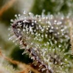 Girl Scout Crack cannabis seeds – 12/12 Photoperiod – Stress Relief – Indoor – image 16 from Seed City