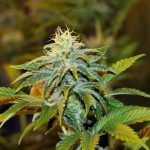 Girl Scout Crack by Seedsman Seeds – Female seeds – Stress Relief – 50% Indica/50% Sativa – image 17 – Seed City