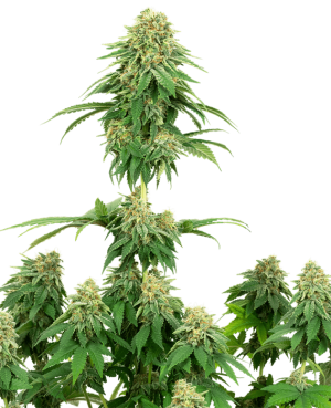 Girl Scout Cookies cannabis seeds – 50% Indica/50% Sativa – General Pain – Piney – image 1 from Seed City
