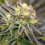 Girl Scout Cookies by Seed City Seeds – Outdoor cultivation – Earthy – Guaranteed female plants – image 1 – Seed City