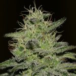 12/12 Photoperiod – Sweet – Stress Relief – Girl Scout Crack strain – image 1 – from Seedsman Seeds via Seed City