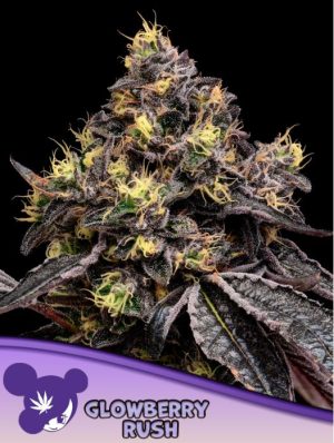 Good for outdoor grow – Cherry – Indica Dominant – Glowberry Rush strain – image 1 – from Anesia Seeds via Seed City