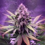 Glue Dream from Top Shelf Elite Seeds