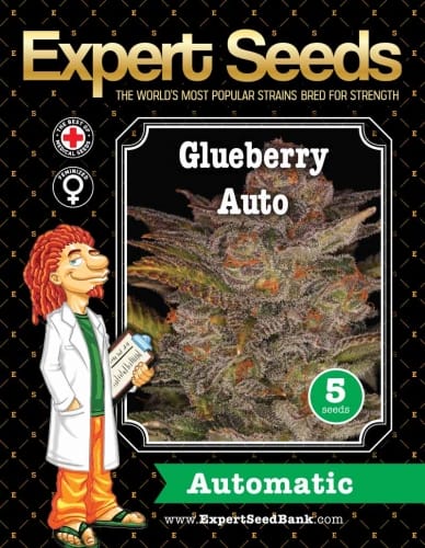 Glueberry Auto by Expert Seeds – Middle of September – Auto-Flowering – Guaranteed female plants – image 2 – Seed City