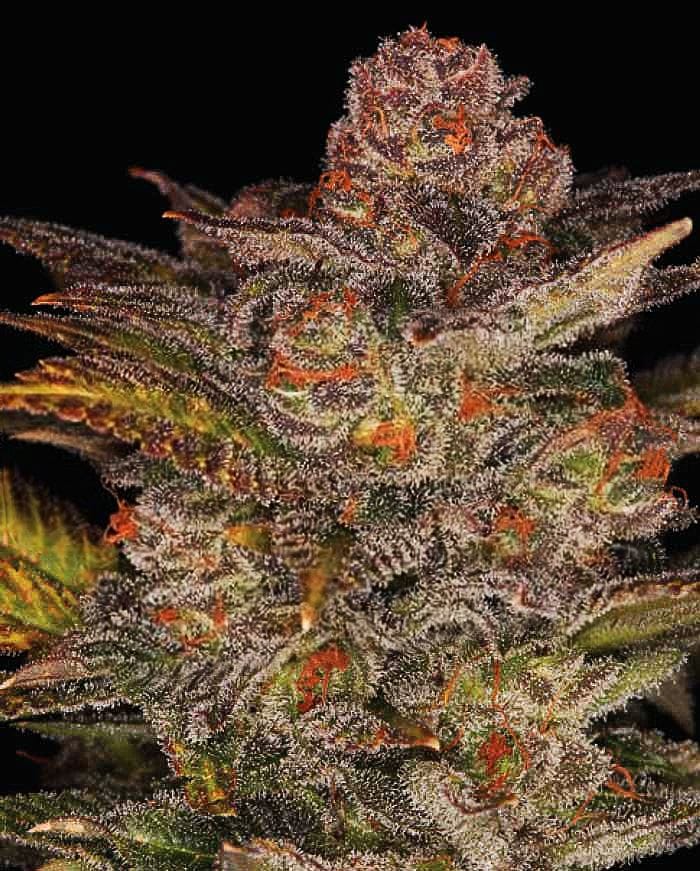 Glueberry Auto by Expert Seeds – High Yielding – Middle of September – Guaranteed female plants – image 1 – Seed City