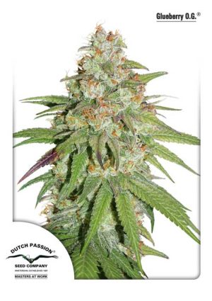 Indoor – Tall (140cm plus) – 12/12 Photoperiod – Glueberry OG strain – image 1 – from Dutch Passion Seeds via Seed City