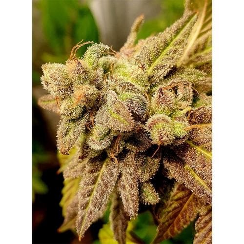 Gold Barz by Holy Smoke Seeds – Female seeds – Indoor-friendly – Indica Dominant – image 2 – Seed City