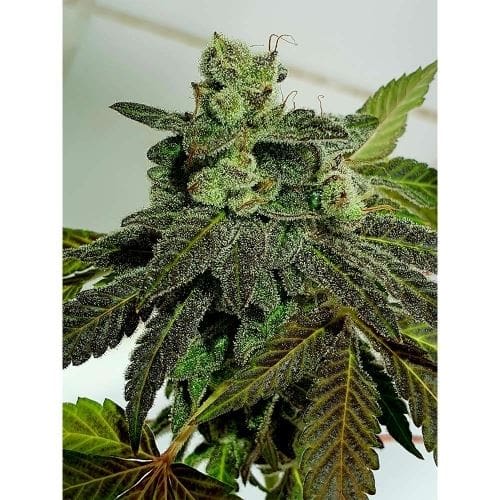 Gold Barz from Holy Smoke Seeds