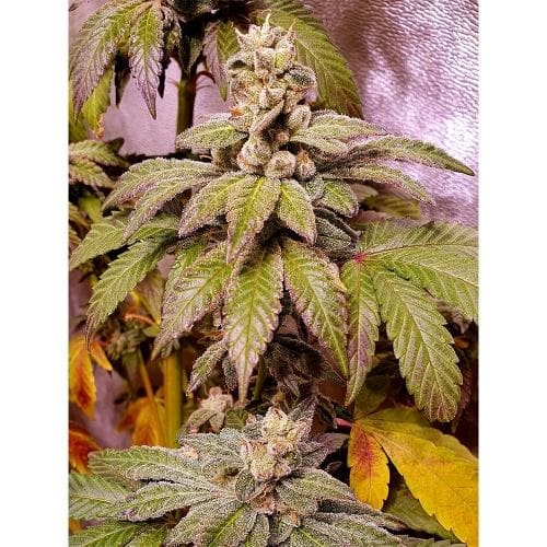 Gold Barz from Holy Smoke Seeds