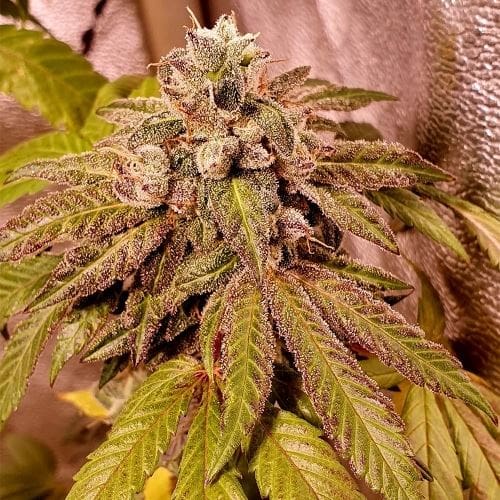 showing 12/12 Photoperiod – Cinnamon – Indoor-friendly – image 4 – Seed City