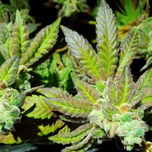 showing Cinnamon – Indoor-friendly – Indica Dominant – image 5 – Seed City