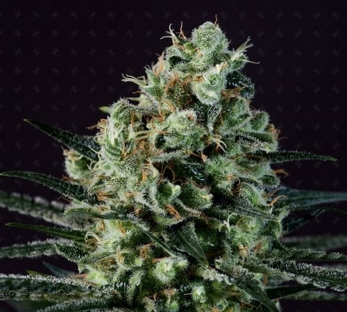 showing Female seeds – 12/12 Photoperiod – Super Strength – image 1 – Seed City