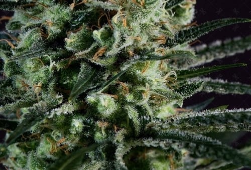 Female seeds – Super Strength – Tall (140cm plus) – Goldenberry strain – image 2 – from Genofarm Seeds via Seed City