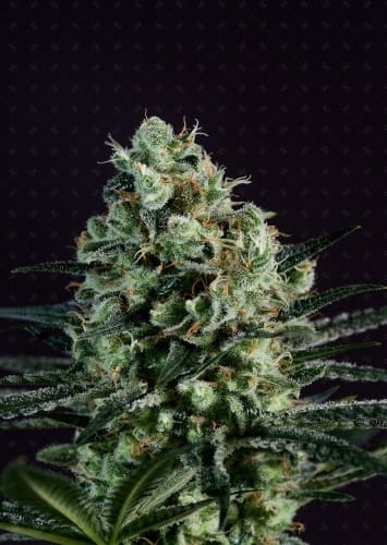 Goldenberry by Genofarm Seeds – 12/12 Photoperiod – Female seeds – Suited for indoor growing – image 3 – Seed City