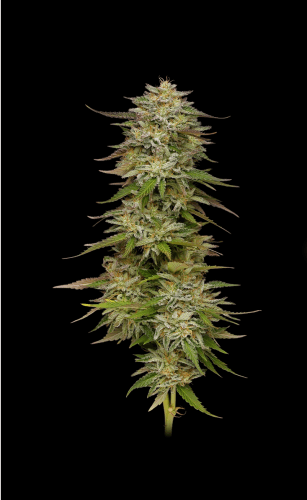 showing Super Strength – Indica Dominant – Gassy – image 1 – Seed City