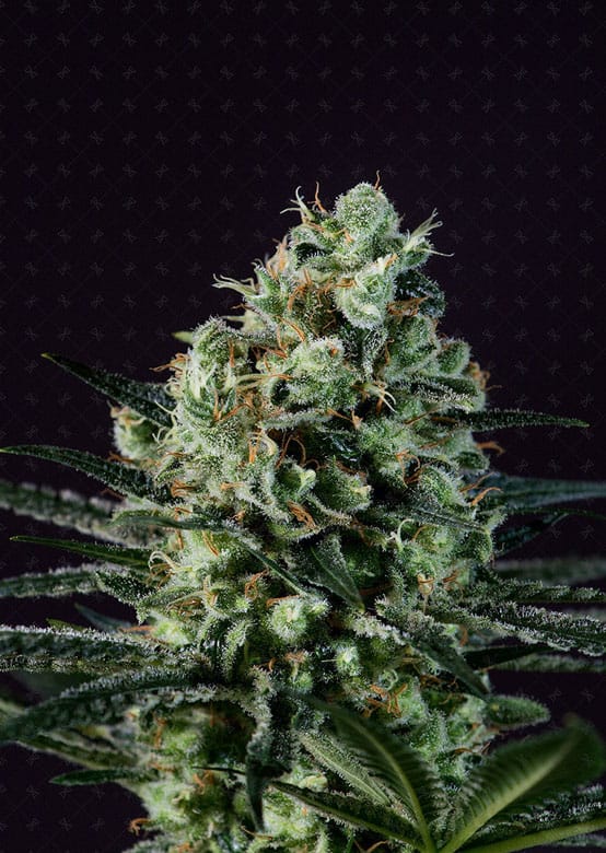 Goldenberry from Genofarm Seeds