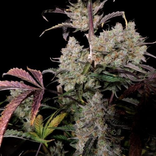 Image 2 of Gorilla Zkittlez Auto cannabis by FastBuds – Indoor – Happy – Super Strength – Seed City