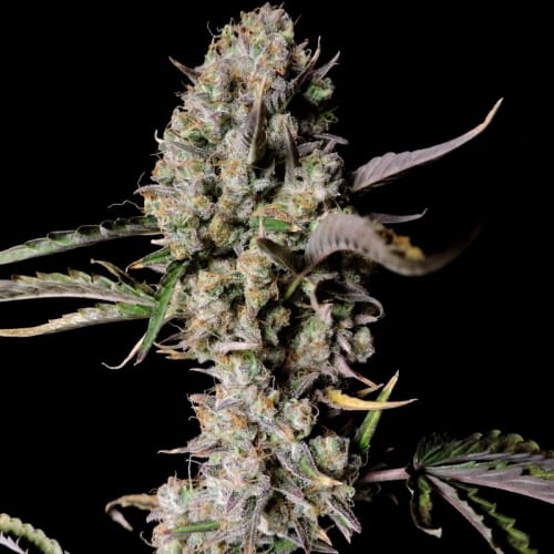 Image 3 of Gorilla Zkittlez Auto cannabis by FastBuds – Spicy – Guaranteed female plants – Auto-Flowering – Seed City