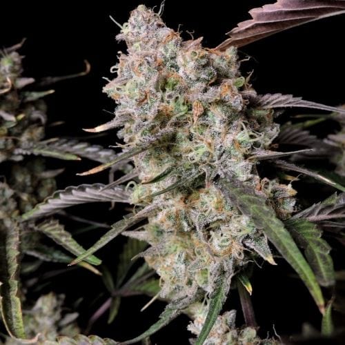 Image 4 of Gorilla Zkittlez Auto cannabis by FastBuds – Super Strength – Mostly Indica – Indoor – Seed City