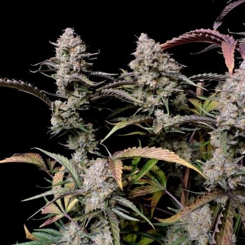 Super Strength – Mostly Indica – Auto-Flowering – Gorilla Zkittlez Auto strain – image 5 – from FastBuds via Seed City