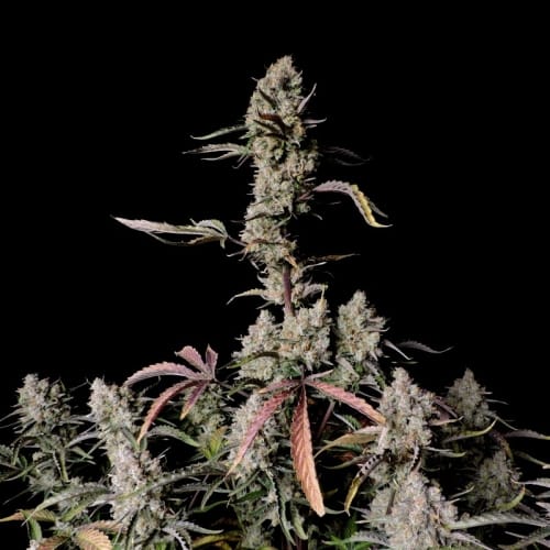 Gorilla Zkittlez Auto from FastBuds