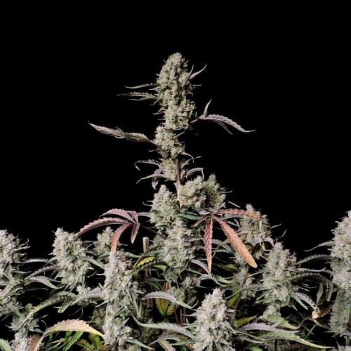 showing Auto-Flowering – Indoor – Mostly Indica – image 6 – Seed City