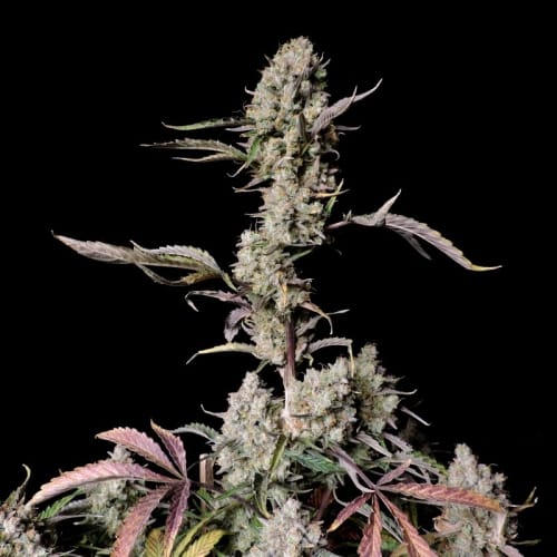 showing Indoor – Super Strength – Mostly Indica – image 7 – Seed City