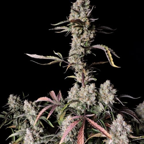 Gorilla Zkittlez Auto cannabis seeds – Super Strength – Guaranteed female plants – Indoor – image 8 from Seed City