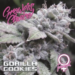 Gorilla Cookies by Growers Choice – Indica-heavy – 12/12 Photoperiod – Guaranteed female plants – image 1 – Seed City