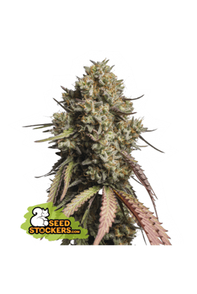 Gorilla Cookies Auto from Seed Stockers