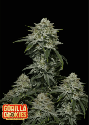 Gorilla Cookies Fast Flowering