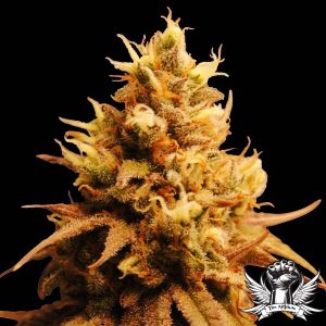 Gorilla Cookies TRIPLOID