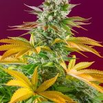 Gorilla Girl F1 Fast Version cannabis seeds – Super Strength – Outdoor – Sativa Dominant – image 1 from Seed City