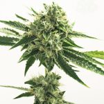 Image 1 of Gorilla #4 cannabis by Seed City Seeds – 12/12 Photoperiod – Female seeds – Sativa Dominant – Seed City