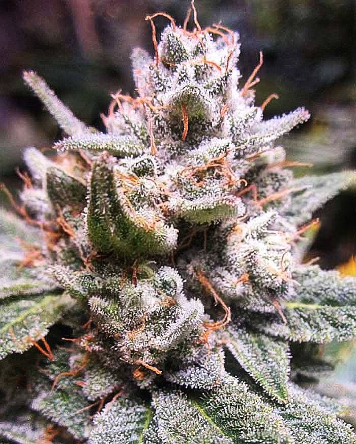Auto-Flowering – Sativa Dominant – Indoor-friendly – Gorilla #4 Auto strain – image 1 – from Expert Seeds via Seed City