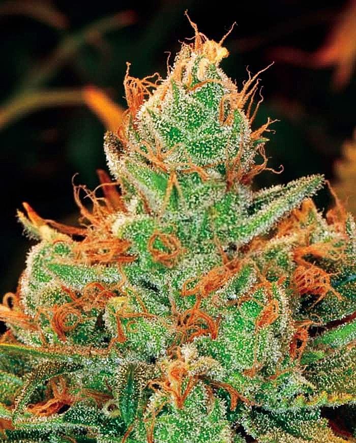 Gorilla #4 × Lilly from Expert Seeds