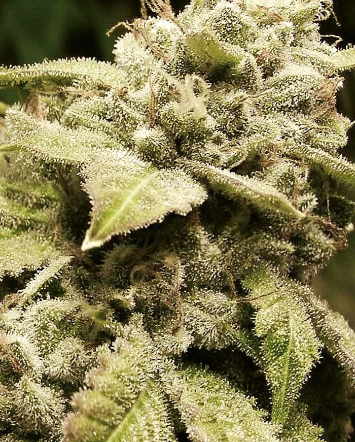 Image 1 of Gorilla #4 x White Widow cannabis by Expert Seeds – Female seeds – Super Strength – Outdoor – Seed City