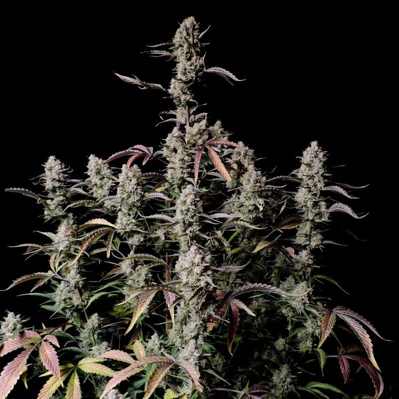 Gorilla Zkittlez Auto cannabis seeds – Indoor – Auto-Flowering – Happy – image 1 from Seed City